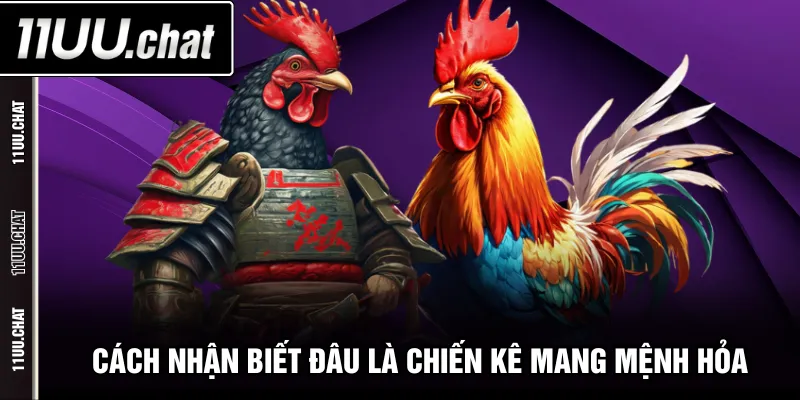 Cách nhận biết đâu là chiến kê mang mệnh Hỏa