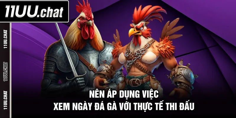 Nên áp dụng việc xem ngày đá gà với thực tế thi đấu