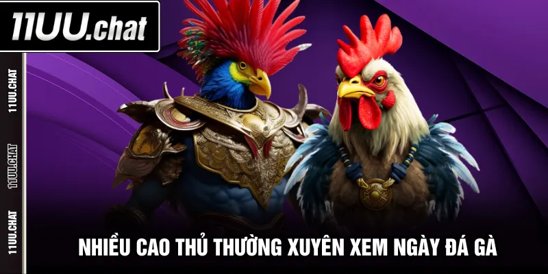 Nhiều cao thủ thường xuyên xem ngày đá gà