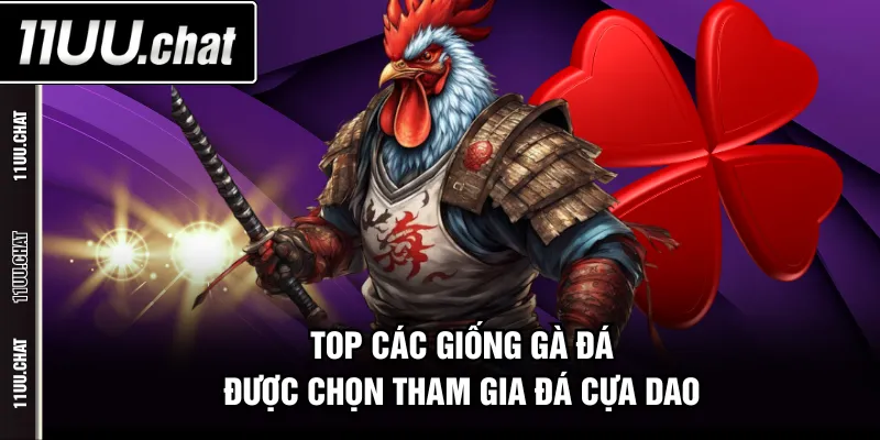 Top các giống gà đá được chọn tham gia đá cựa dao